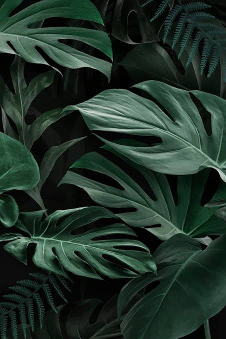 Lush green monstera and fern leaves on a dark background